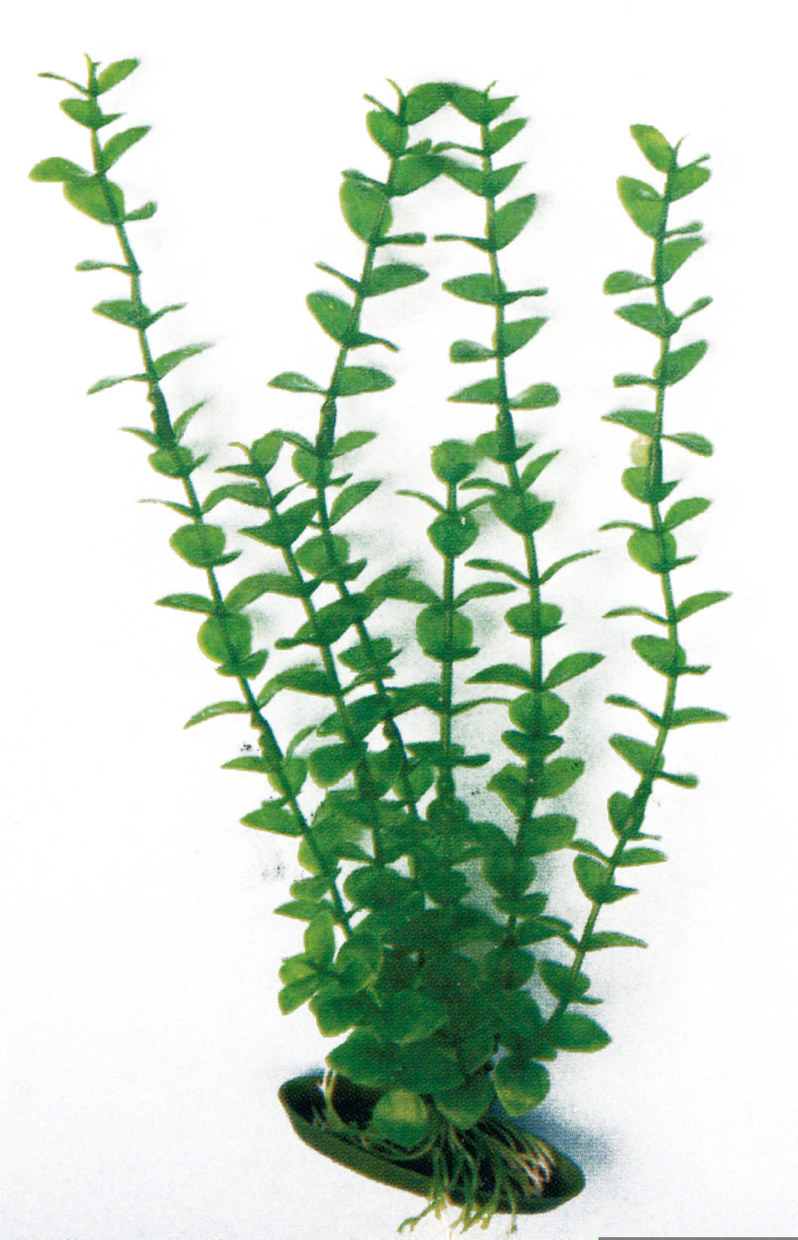 Pianta finta decorativo per Acquario Amtra - Small - Rotala