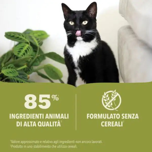 Acana Premium Patè Kitten Recipe Grain Free 85 gr   bauzaarit.myshopify.com