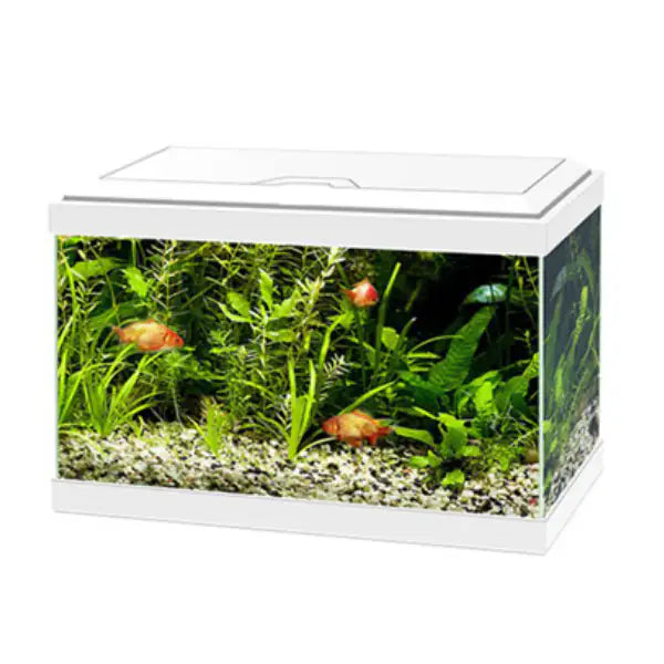 Acquario Ciano Aqua Light 20 Askoll  Bianco - 40 x 20 x 31,3 bauzaarit.myshopify.com