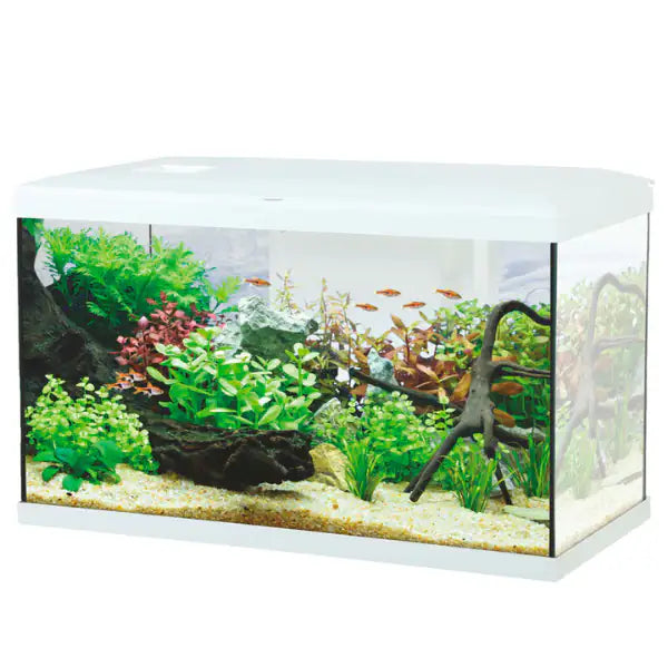Acquario Ocean modello 60 Aqualovers  Bianco - capacità 57 litri bauzaarit.myshopify.com