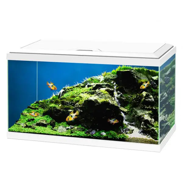 Aquario Ciano Aqua 60 Led Askoll portata 58 litri  Bianco - 60 x 30 x 32 bauzaarit.myshopify.com
