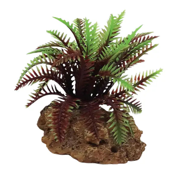 Blu Bios Dekor pianta decorativa per acquari  Felce rossa bauzaarit.myshopify.com