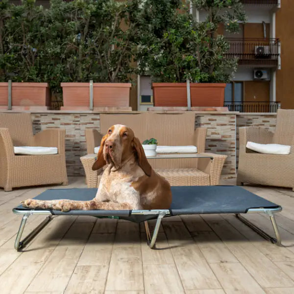 Brandina richiudibile per cani da esterni PetUp   bauzaarit.myshopify.com