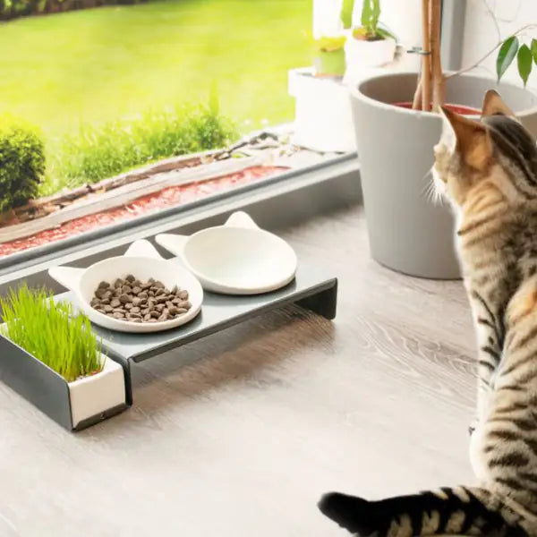 Ciotola doppia per gatti con ceramica per erba gatta FoodBar Cat Diner CanadianCat   bauzaarit.myshopify.com