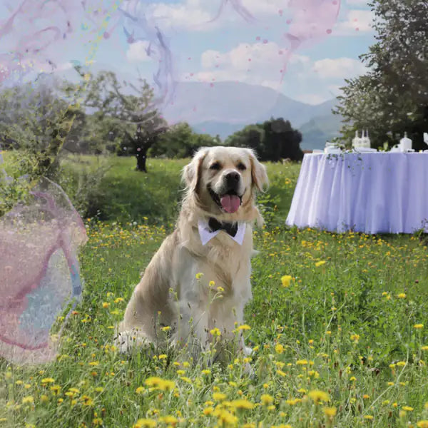 Collare per cani da cerimonia team Bride Croci Ceremony   bauzaarit.myshopify.com