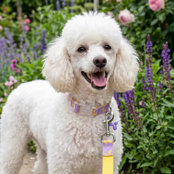 Collare regolabile per cani Baloon Dog Summer Ferribiella   Bauzaar.it