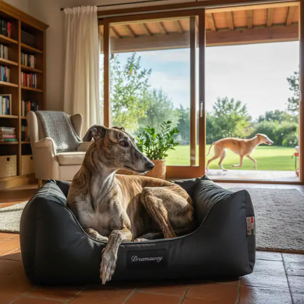 Cuccia per cani da interno Petit Sofà Dreamaway Boston Fabotex   bauzaarit.myshopify.com