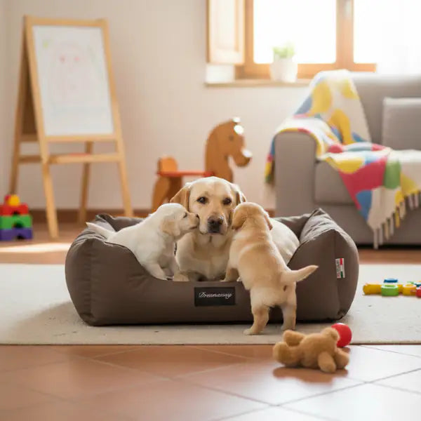 Cuccia per cani da interno Petit Sofà Dreamaway Boston Fabotex   bauzaarit.myshopify.com