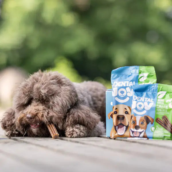 DentalJoy Dog Adult Medium/Large Snack Dentali Vegetale   bauzaarit.myshopify.com