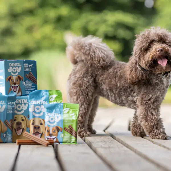 DentalJoy Dog Adult Medium/Large Snack Dentali   bauzaarit.myshopify.com