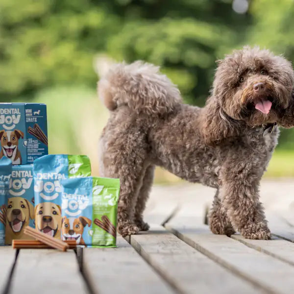 DentalJoy Dog Adult No Grain Mini Snack Dentali   bauzaarit.myshopify.com