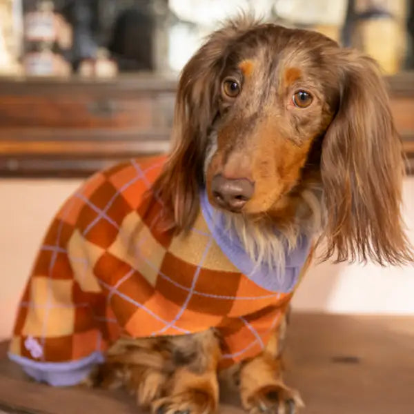 Dolcevita per cani Preppy inconica fantasia scozzese argyle Ferribiella   Bauzaar.it