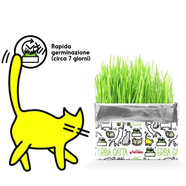 Erba gatta Katty Record   bauzaarit.myshopify.com