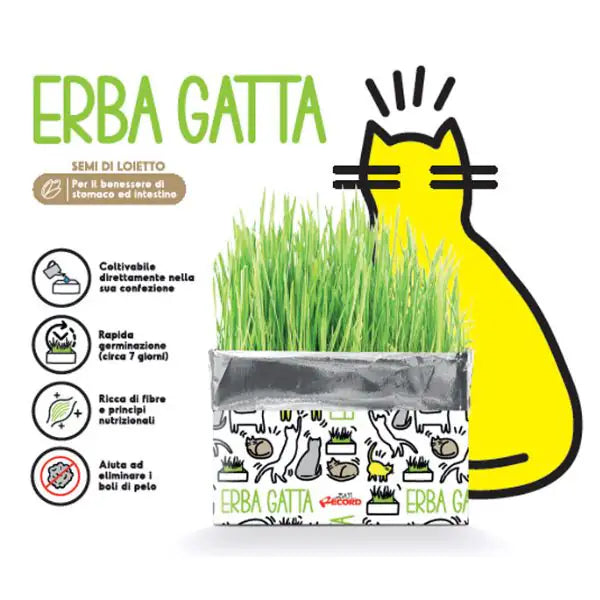 Erba gatta Katty Record   bauzaarit.myshopify.com
