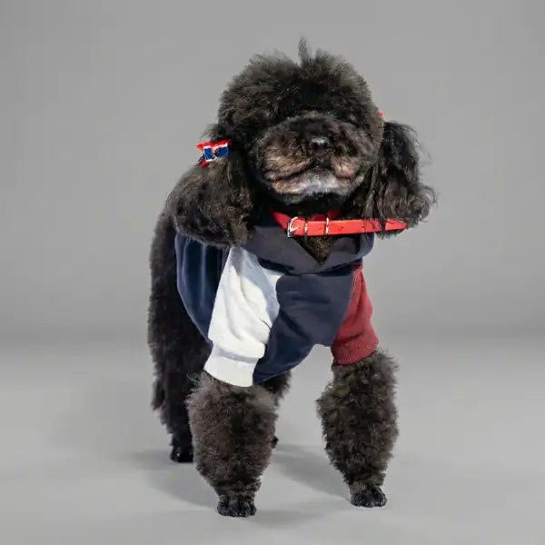 Felpa per cani colorazione a blocchi Base blu Bauzaar  Modello 2 - Fantasia 2 base blu bauzaarit.myshopify.com