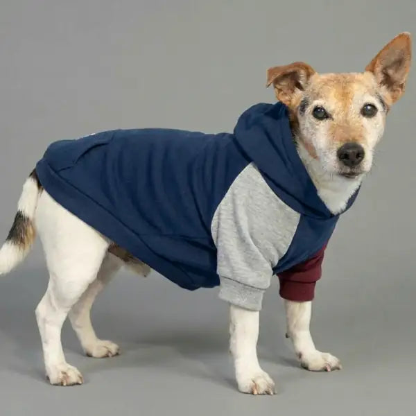 Felpa per cani colorazione a blocchi Base blu Bauzaar  Modello 3 - Fantasia 2 base blu bauzaarit.myshopify.com