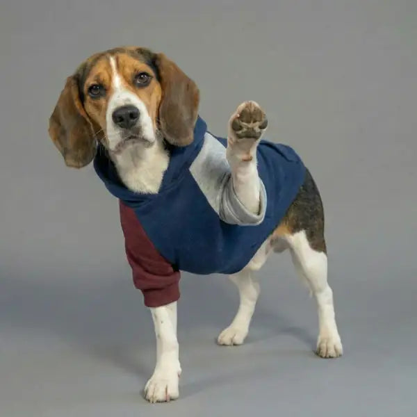 Felpa per cani colorazione a blocchi Base blu Bauzaar  Modello 4 - Fantasia 2 base blu bauzaarit.myshopify.com