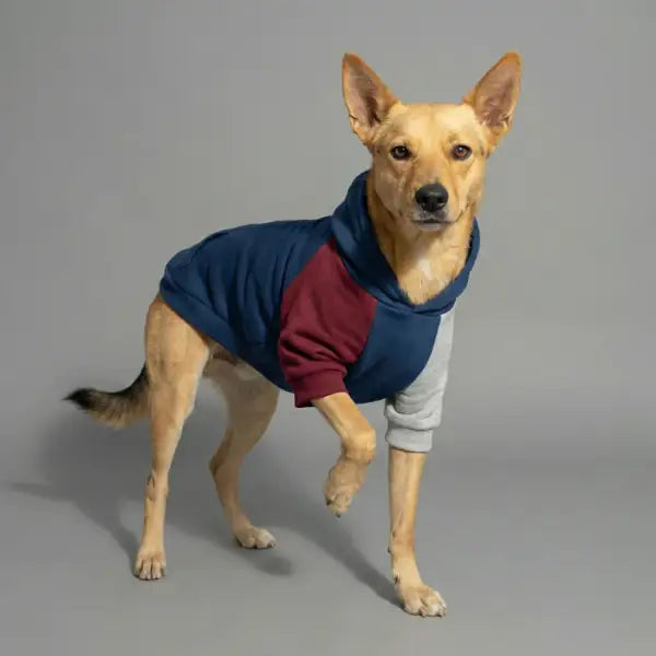 Felpa per cani colorazione a blocchi Base blu Bauzaar  Modello 5 - Fantasia 2 base blu bauzaarit.myshopify.com