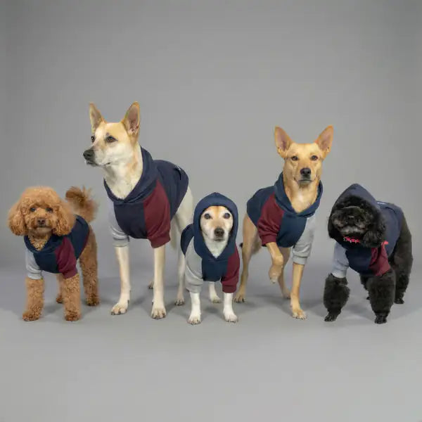 Felpa per cani colorazione a blocchi Base blu Bauzaar   bauzaarit.myshopify.com