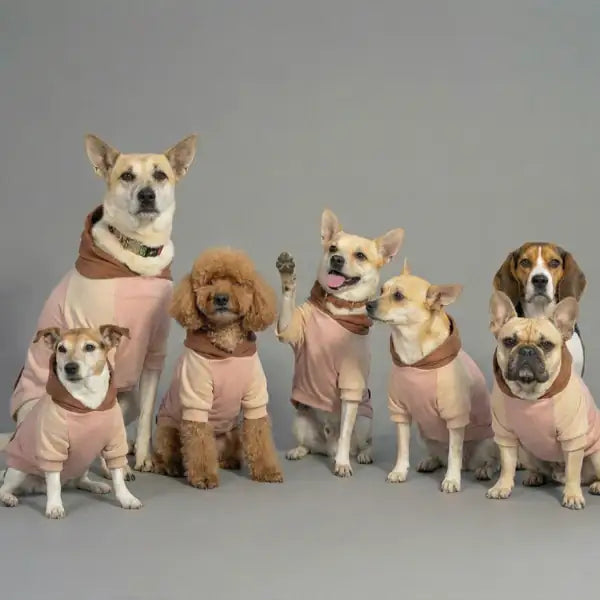 Felpa per cani colorazione a blocchi Base rosa Bauzaar   bauzaarit.myshopify.com