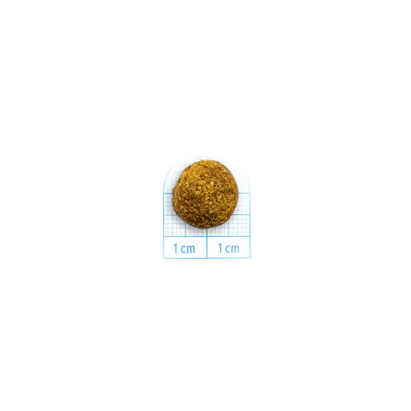 Forza10 Active Cane Intestinal Colon Fase 1 Mini/Toy   bauzaarit.myshopify.com