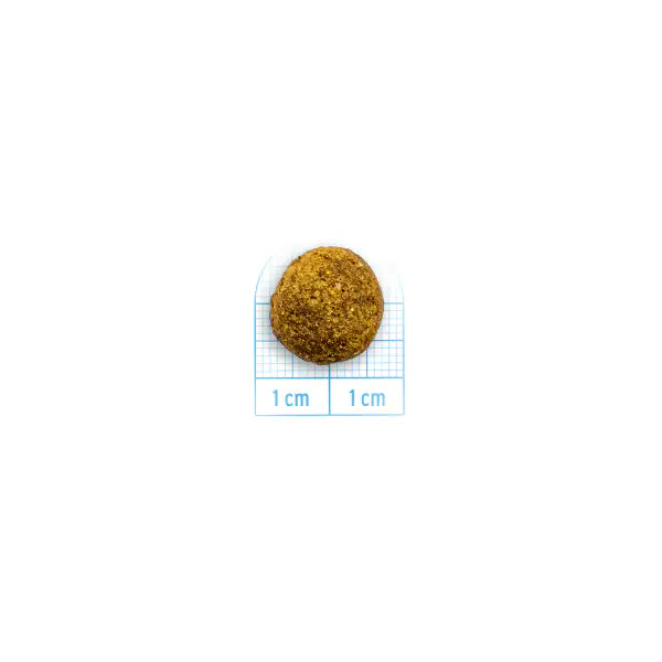 Forza10 Active Cane Intestinal Colon Fase 2 Mini/Toy   bauzaarit.myshopify.com
