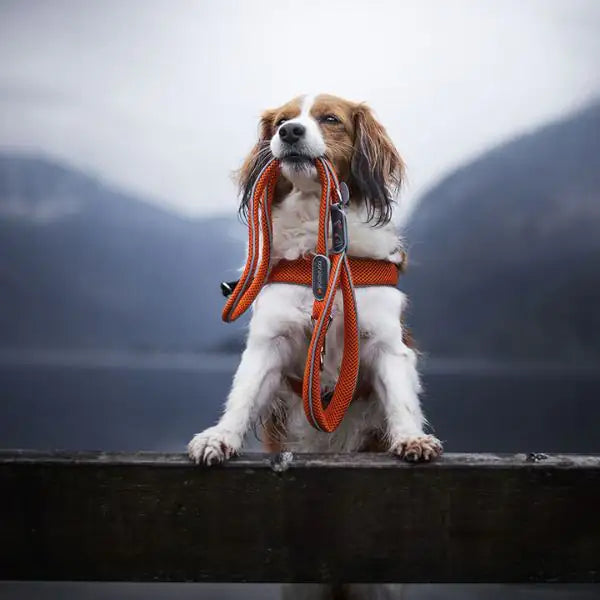 Guinzaglio per cani Coralpina Cinquetorri Classic lunghezza 110 cm   bauzaarit.myshopify.com