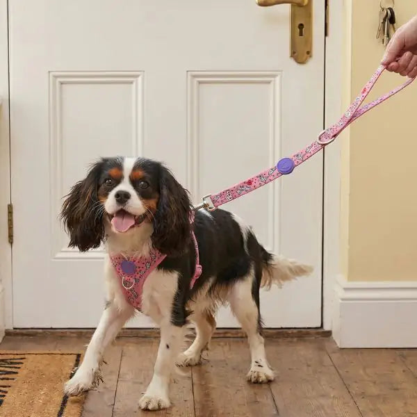Guinzaglio per cani Multifunzione in raso Intense con aggancio rapido Sweet Tweet Morso   bauzaarit.myshopify.com