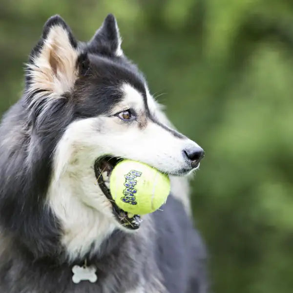 Kong Air Squeaker Tennis Ball   bauzaarit.myshopify.com