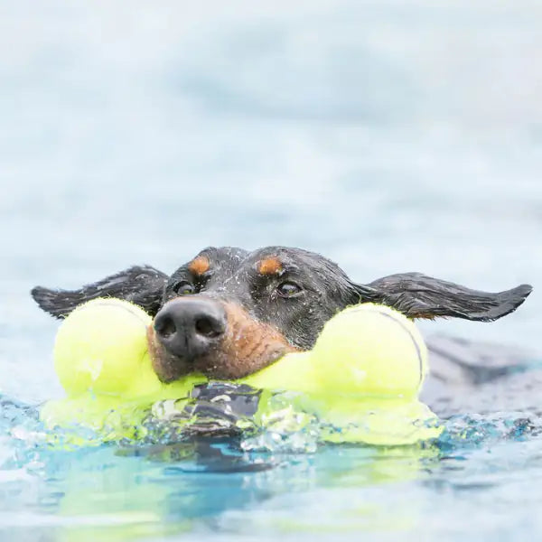 Kong Airdog Squeaker Bone   bauzaarit.myshopify.com