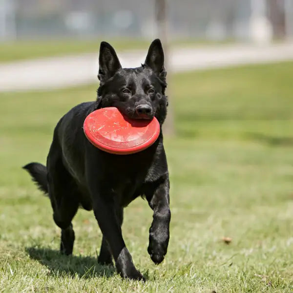 Kong Flyer Frisbee   bauzaarit.myshopify.com