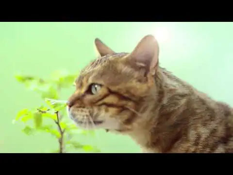 Lettiera Vegetale Cat's Best Original lettiera agglomerante e incapsulante   bauzaarit.myshopify.com