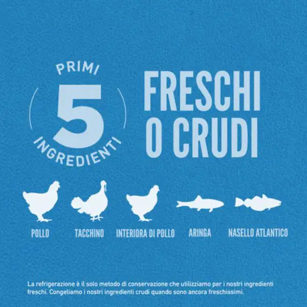 Orijen Original Adult Dog Food   bauzaarit.myshopify.com