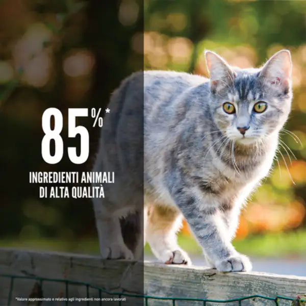 Orijen Original Cat Food   bauzaarit.myshopify.com