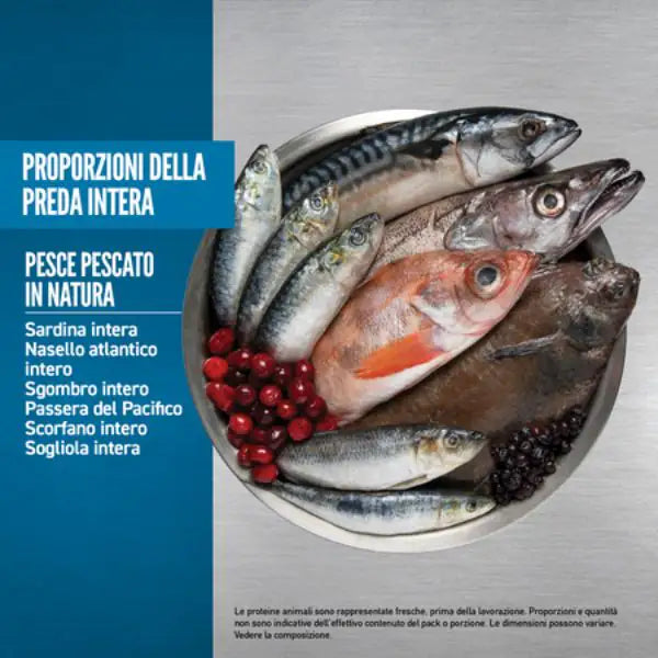 Orijen Six Fish Cat Food   bauzaarit.myshopify.com
