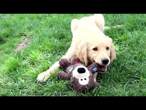 Peluche Kong Cozies Naturals   bauzaarit.myshopify.com