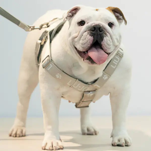 Pettorina ad H Jacquard Liu Jo Pets   Bauzaar.it