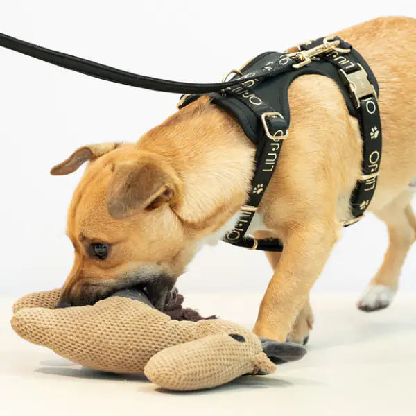 Pettorina ad H Jacquard Liu Jo Pets   Bauzaar.it