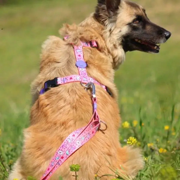 Pettorina ad H regolabile per cani in raso Intense Sweet Tweet Morso   bauzaarit.myshopify.com