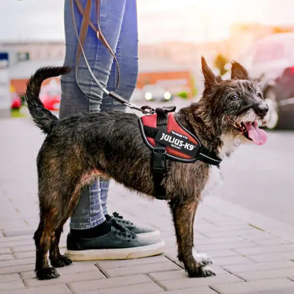 Pettorina per cani IDC Powerharness Julius-K9   bauzaarit.myshopify.com