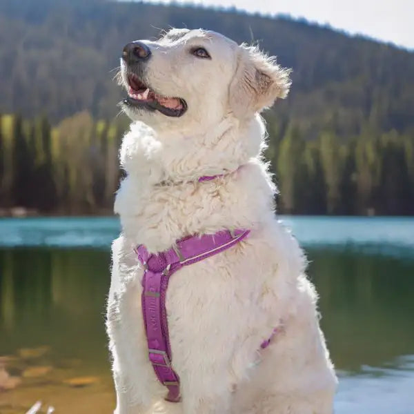 Pettorina per cani in nylon imbottita a 5 regolazioni Coralpina Cadore   bauzaarit.myshopify.com