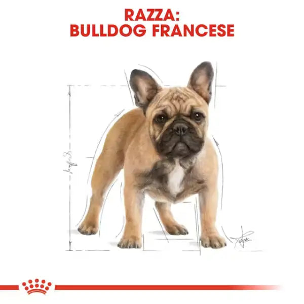 Royal Canin Bulldog Francese Adult   bauzaarit.myshopify.com