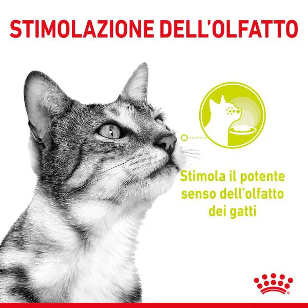 Royal Canin Cat Sensory Smell 85 gr   bauzaarit.myshopify.com