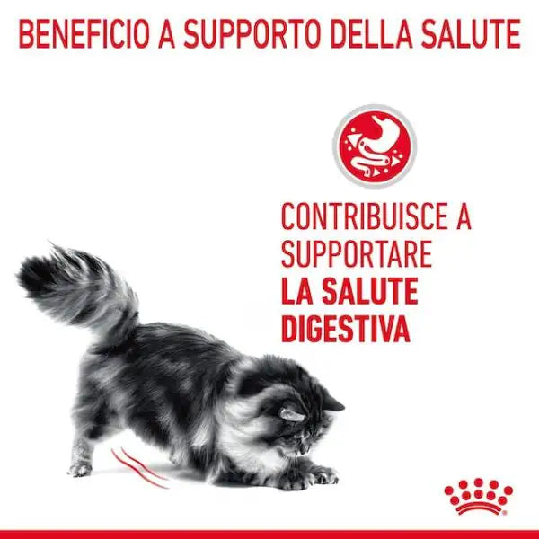 Royal Canin Digest Care in Salsa   bauzaarit.myshopify.com