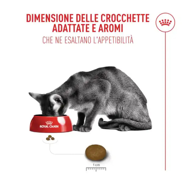 Royal Canin Fussy Exigent Adult Feline Health Nutrition   bauzaarit.myshopify.com