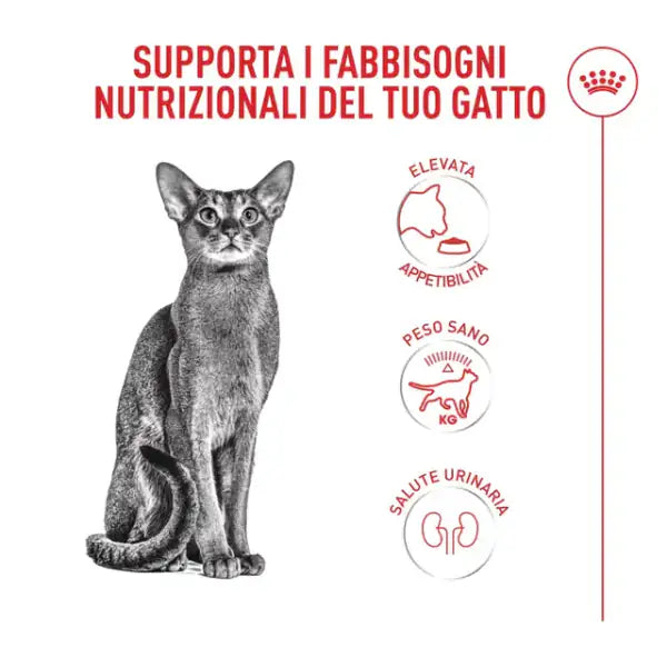 Royal Canin Fussy Exigent Adult Feline Health Nutrition   bauzaarit.myshopify.com