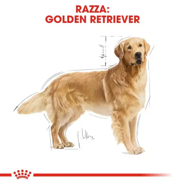 Royal Canin Golden Retriever Adult   bauzaarit.myshopify.com