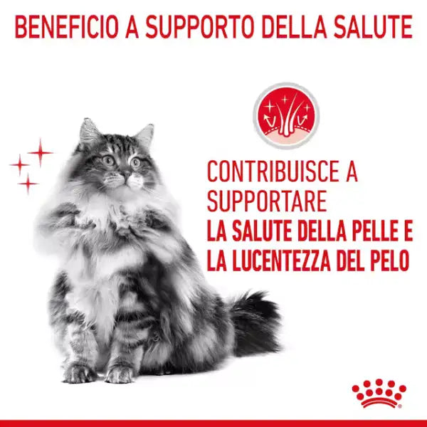 Royal Canin Hair e Skin Care Feline per la cura del pelo   Bauzaar.it
