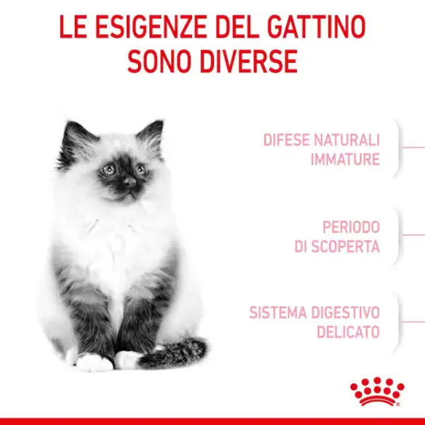 Royal Canin Kitten   bauzaarit.myshopify.com