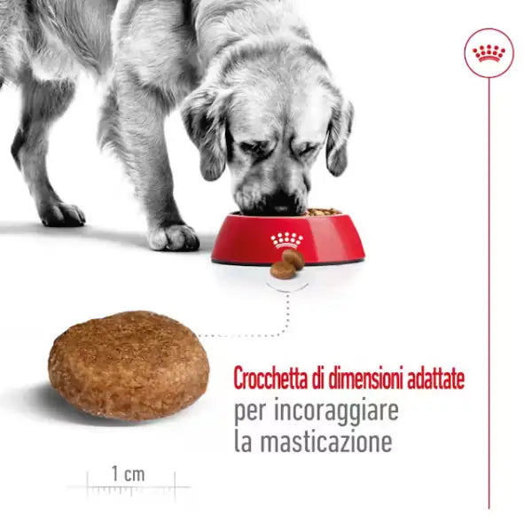 Royal Canin Maxi Adult 5+   bauzaarit.myshopify.com